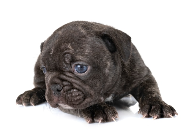 puppy french bulldog