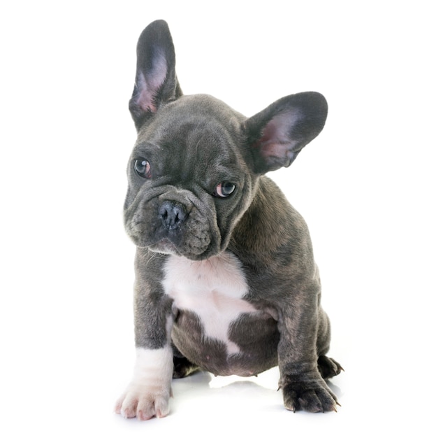 Cucciolo bulldog francese