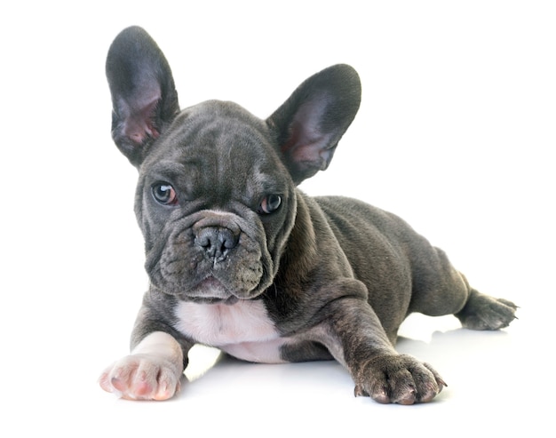 puppy french bulldog