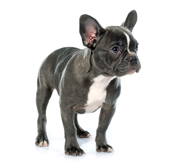 puppy french bulldog