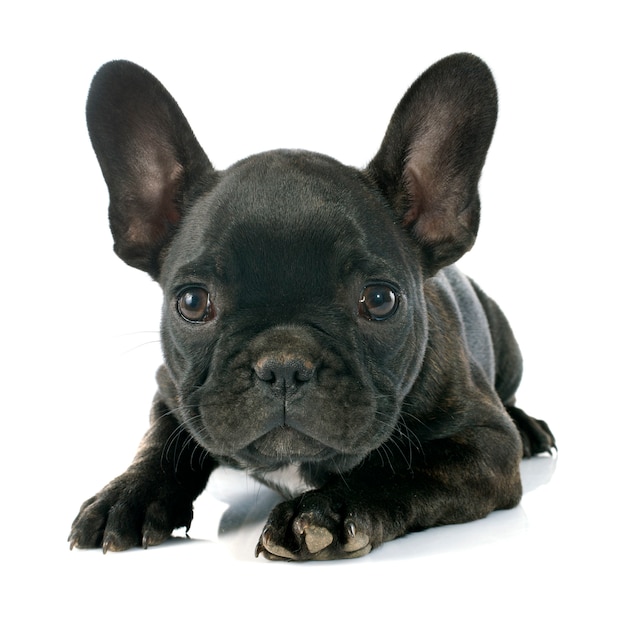 puppy french bulldog