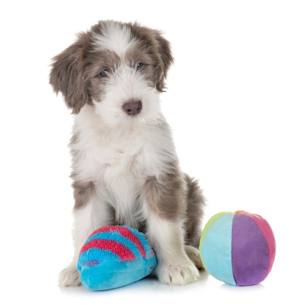 puppy, gebaarde collie