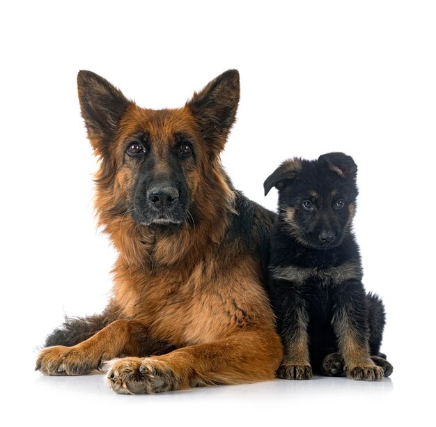 Puppy german shepherd and adult in front of white background