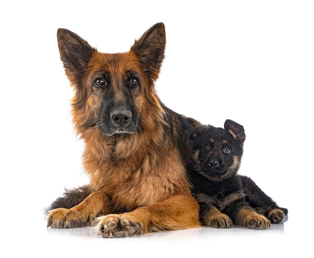 Puppy german shepherd and adult in front of white background