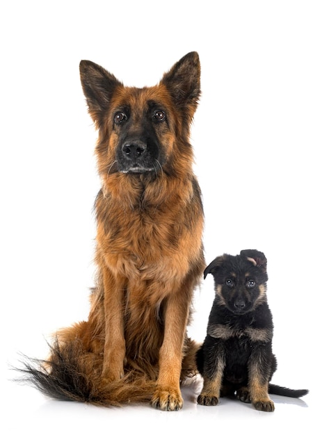 Puppy german shepherd and adult in front of white background