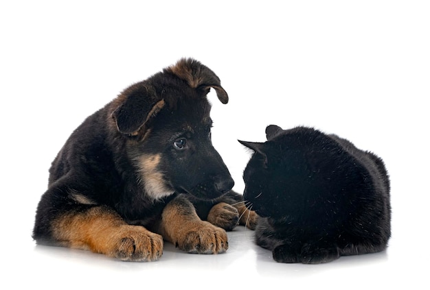 Puppy german shepherd and cat in front of white background