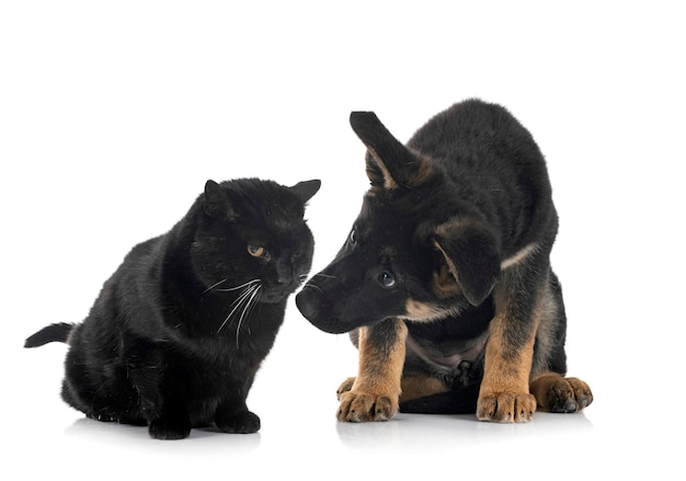 Puppy german shepherd and cat in front of white background