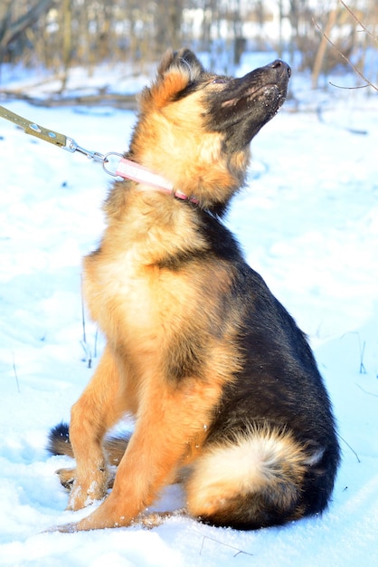 写真 子犬のジャーマンシェパード犬は、雪にひもを付けて散歩で冬に遊ぶ