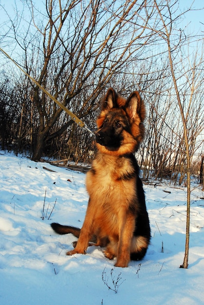 子犬のジャーマンシェパード犬は、雪にひもを付けて散歩で冬に遊ぶ