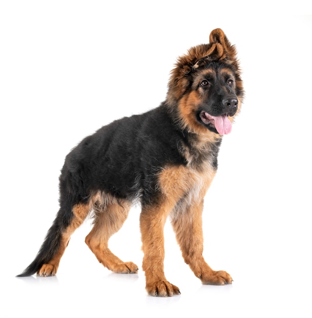 Puppy german shepherd in front of white background