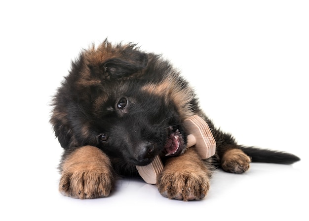 Puppy german shepherd in front of white background