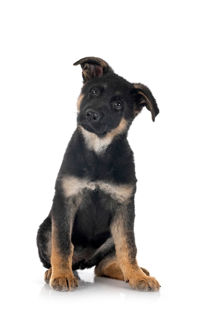 白い背景の前に犬犬のドイツ・シェパード