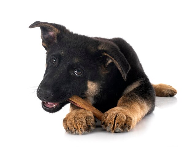 Puppy german shepherd in front of white background