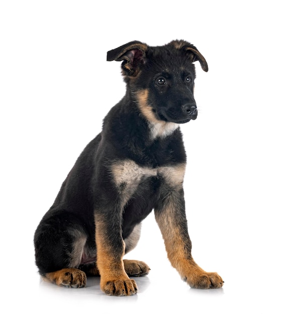 Puppy german shepherd in front of white background