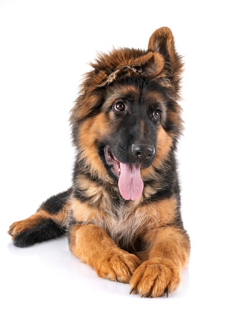 Puppy german shepherd in front of white