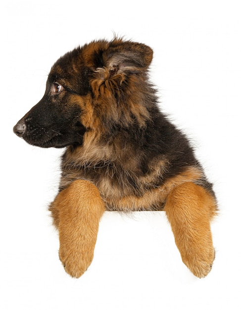 Puppy German Shepherd holding a banner isolated