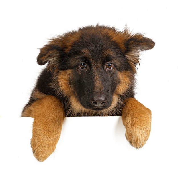 Puppy German Shepherd holding a banner