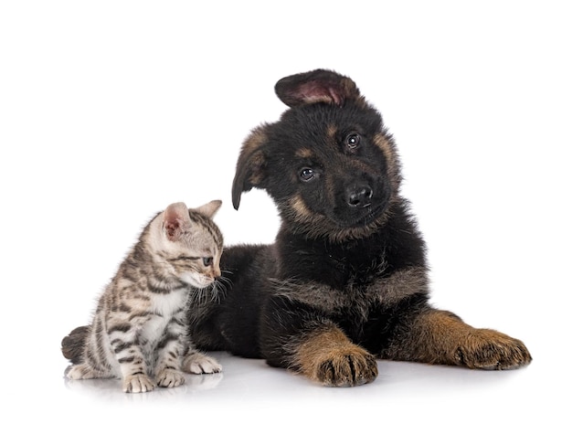 Puppy german shepherd and kitten in front of white background