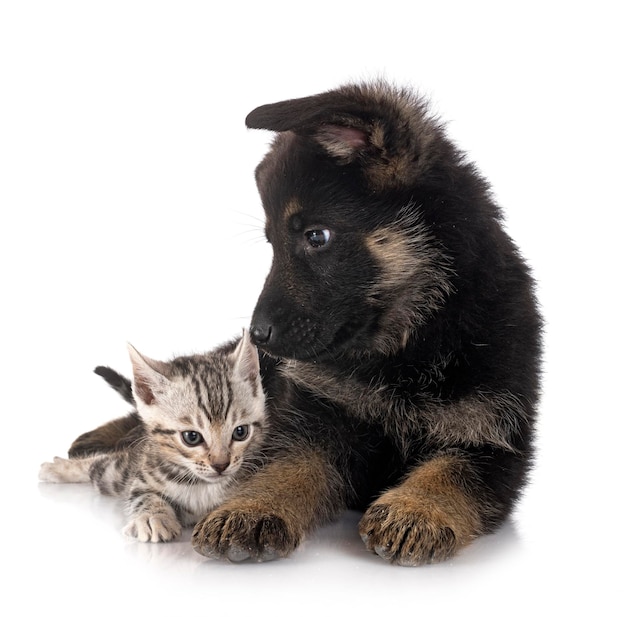 Puppy german shepherd and kitten in front of white background