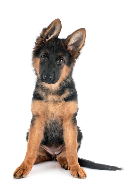 Puppy german shepherd