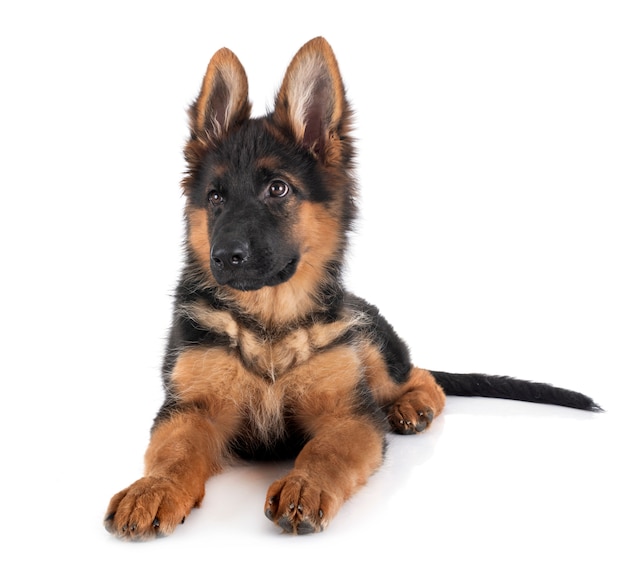 Puppy german shepherd