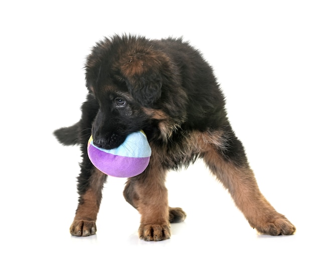 子犬ドイツ羊飼い