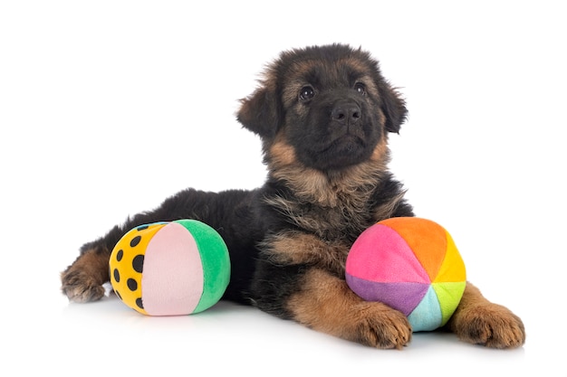 Puppy german shepherd