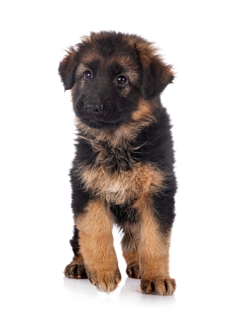 Puppy german shepherd