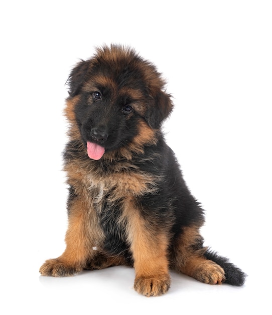 Puppy german shepherd