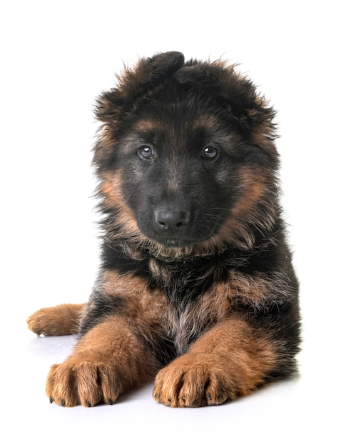 Puppy german shepherd