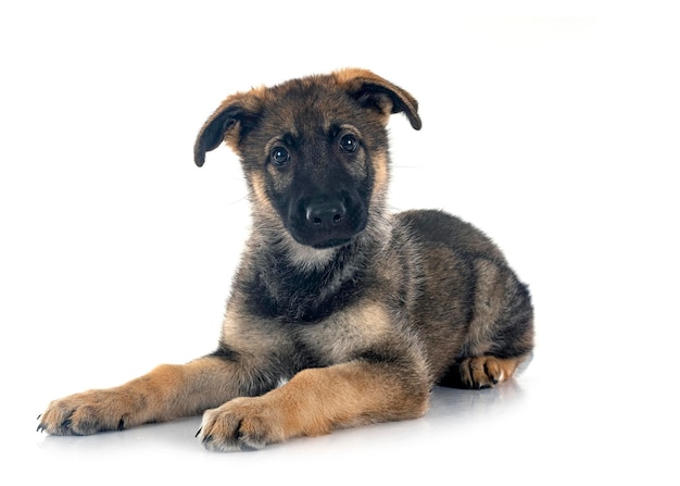 子犬ドイツ羊飼い