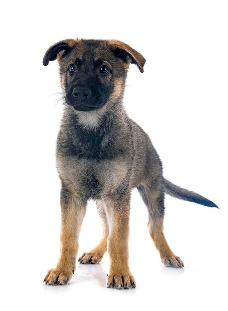 Puppy german shepherd