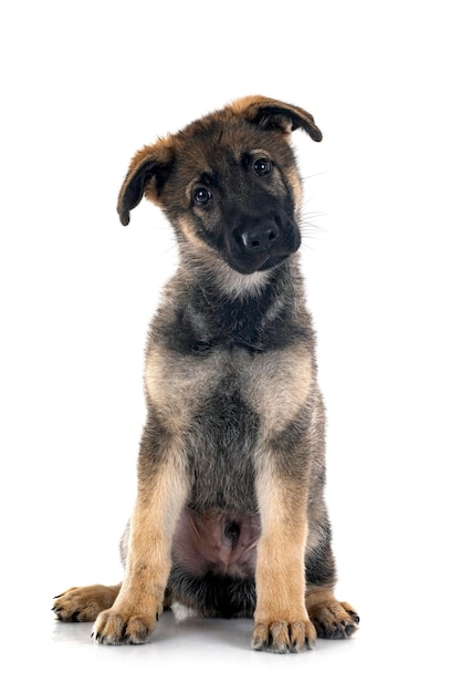 子犬ジャーマンシェパード