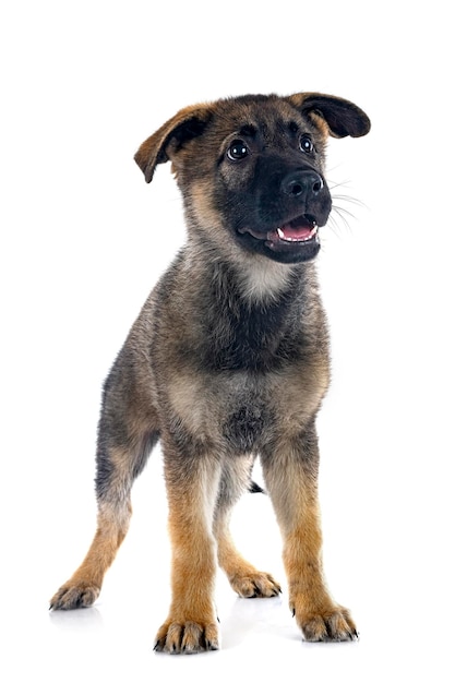 子犬ドイツ羊飼い