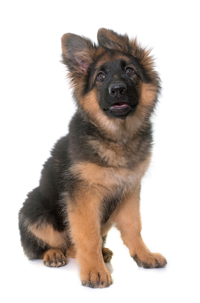 puppy german shepherd