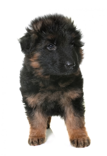 puppy german shepherd