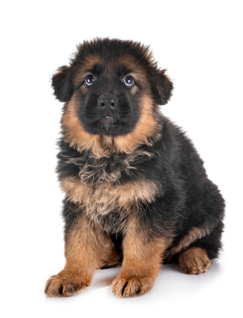 Puppy german shepherd