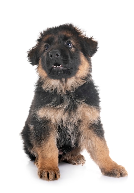 puppy german shepherd