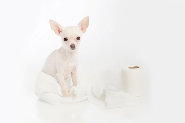 Puppy gewikkeld in toiletpapier met witte studioachtergrond