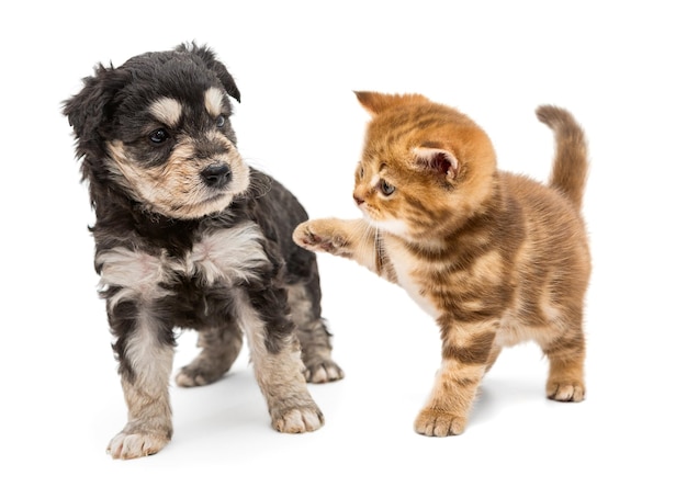 子犬と生姜の子猫