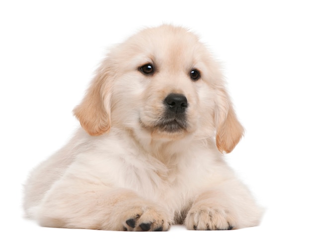 Puppy golden retriever (20 weeks old)