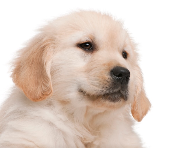 Puppy golden retriever (20 weeks old)