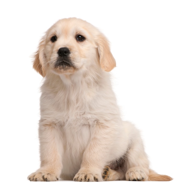 Puppy golden retriever (20 weeks old)