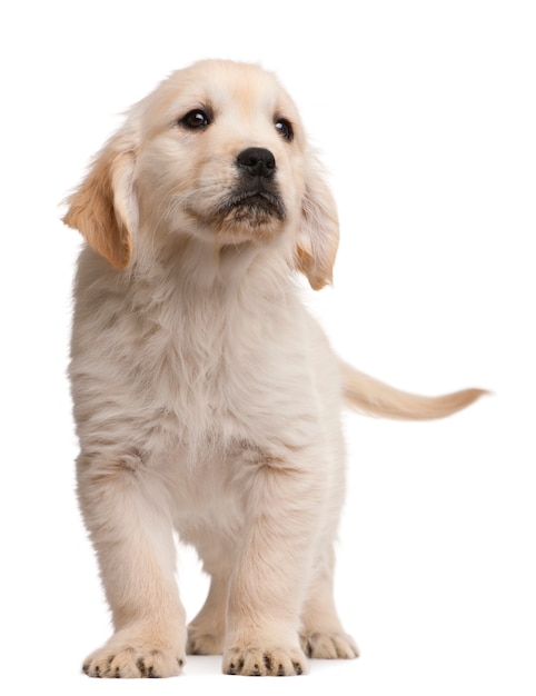 Puppy golden retriever (20 weeks old)