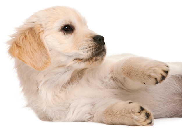 Puppy golden retriever (20 weken oud)