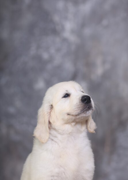 Puppy golden retriever op een onscherpe achtergrond kijkt zorgvuldig naar de juiste vrije ruimte voor de letters