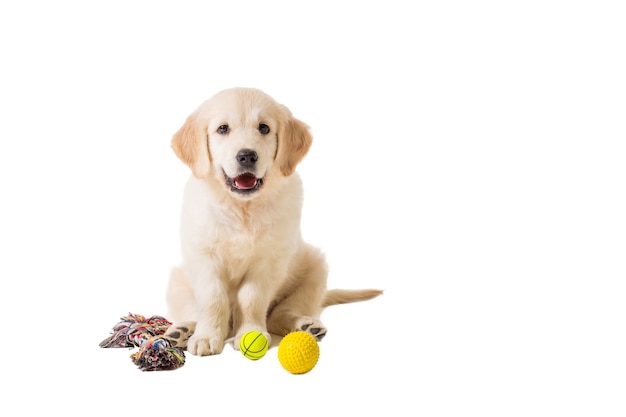 Puppy golden retriever op een witte achtergrond geïsoleerd. leuk zitten, kijken naar de camera