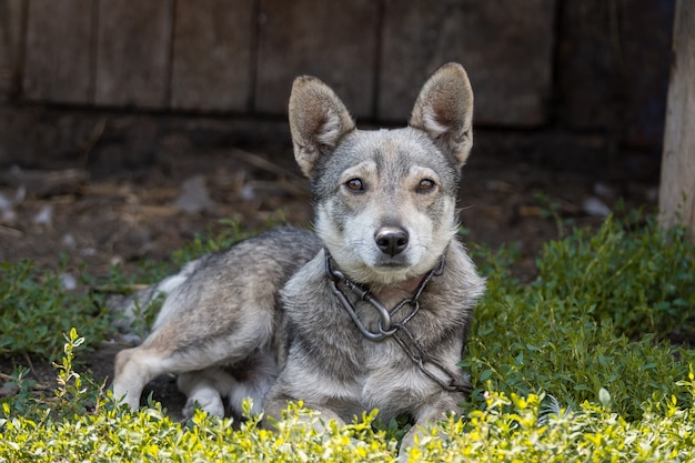 Puppy on the grass