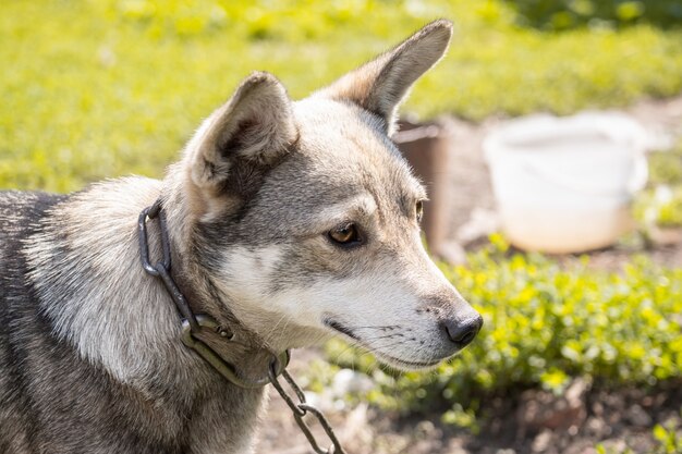 草の上の子犬