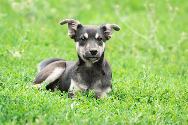 草の上の子犬